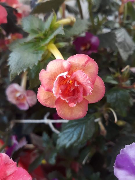  - 0001 2022 - Amelia Vitorino