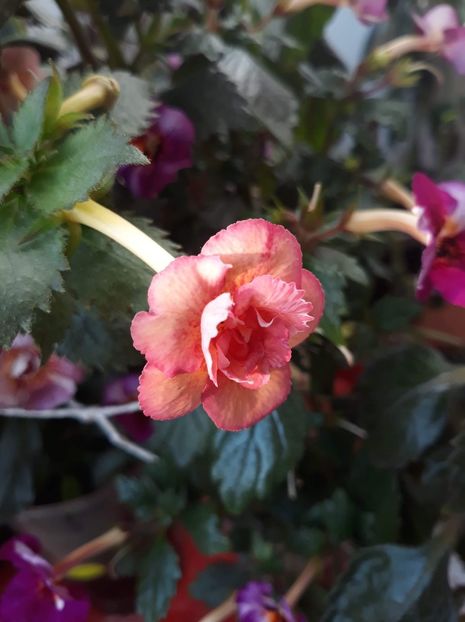  - 0001 2022 - Amelia Vitorino