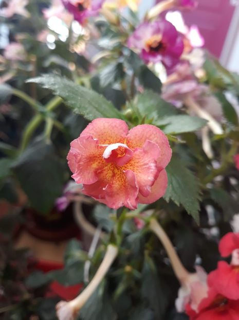  - 0001 2022 - Amelia Vitorino