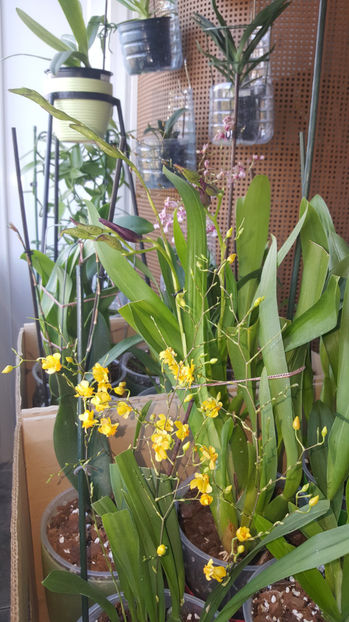 oncidium "twinkle yellow" - Orhidee_4_simpodiale cu pseudobulbi