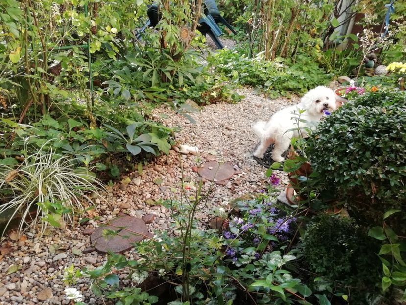  - Grădina 2020 continuare 2