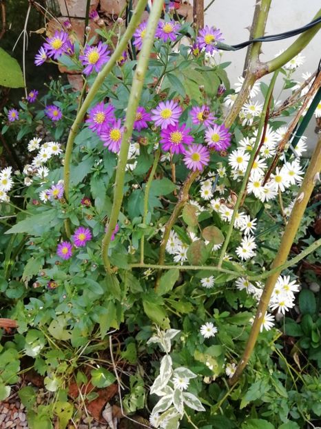  - Grădina 2020 continuare 2