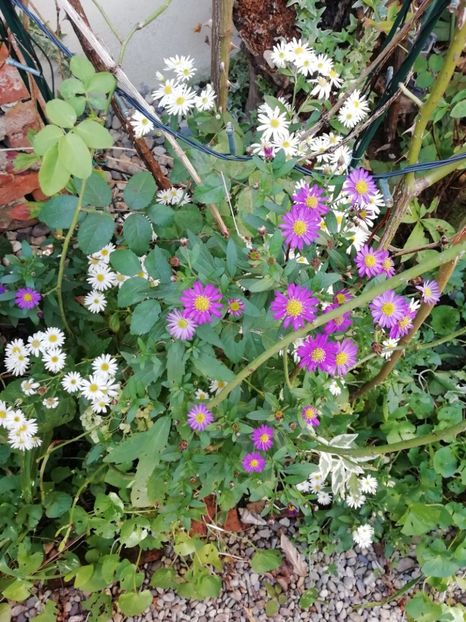  - Grădina 2020 continuare 2