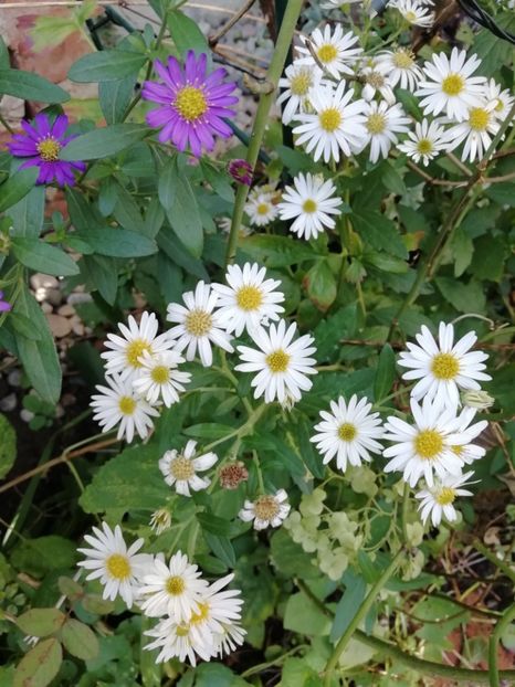  - Grădina 2020 continuare 2