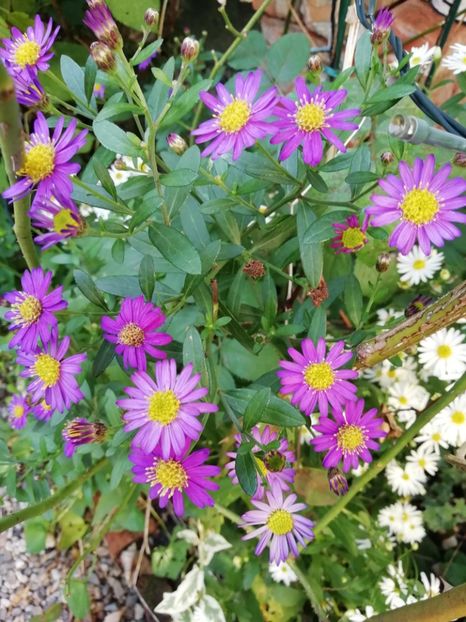  - Grădina 2020 continuare 2