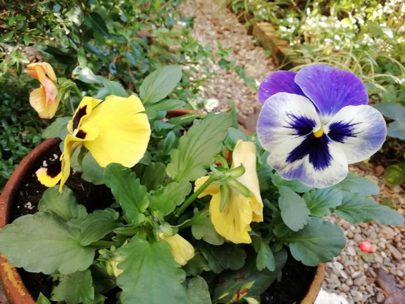  - Grădina 2020 continuare 2