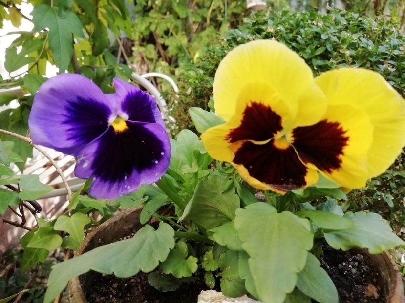  - Grădina 2020 continuare 2