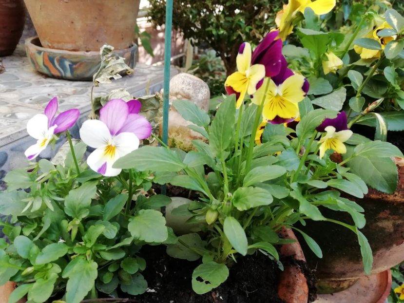  - Grădina 2020 continuare 2