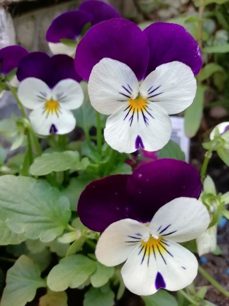  - Grădina 2020 continuare 2