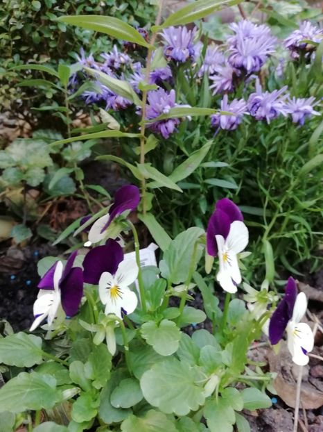  - Grădina 2020 continuare 2