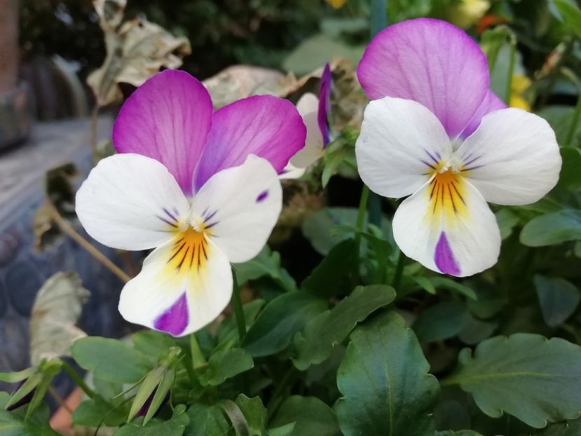  - Grădina 2020 continuare 2