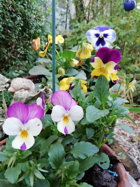  - Grădina 2020 continuare 2