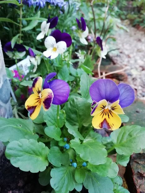  - Grădina 2020 continuare 2