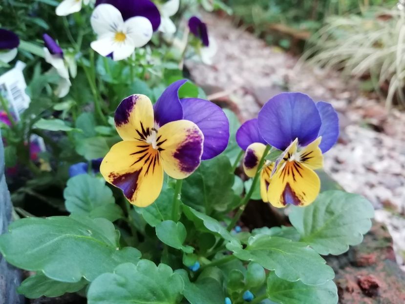  - Grădina 2020 continuare 2