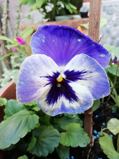  - Grădina 2020 continuare 2