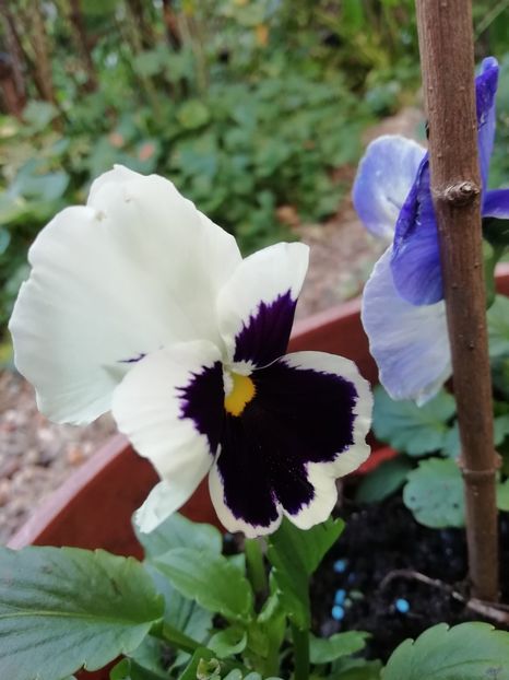  - Grădina 2020 continuare 2