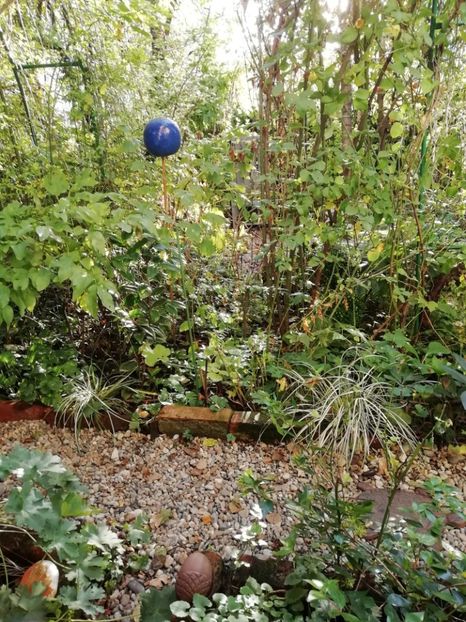  - Grădina 2020 continuare 2