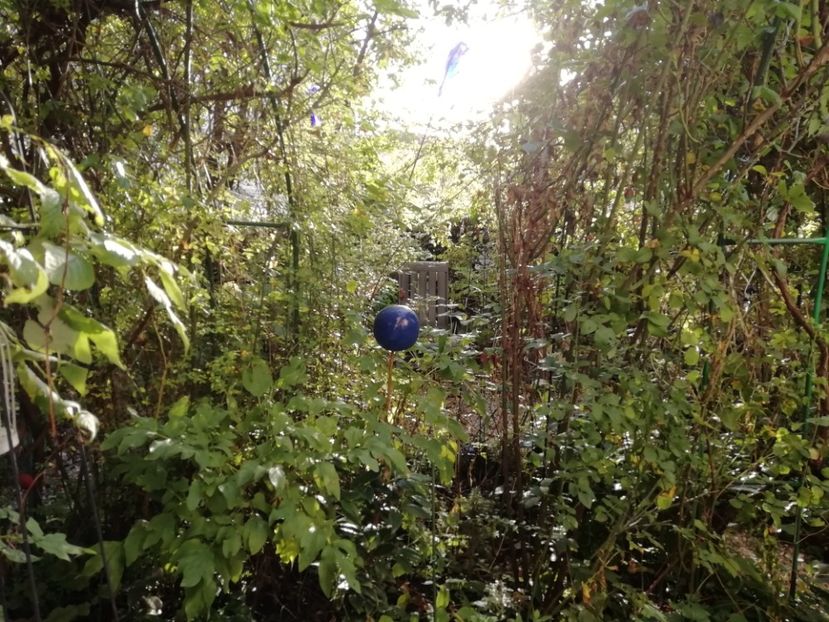  - Grădina 2020 continuare 2