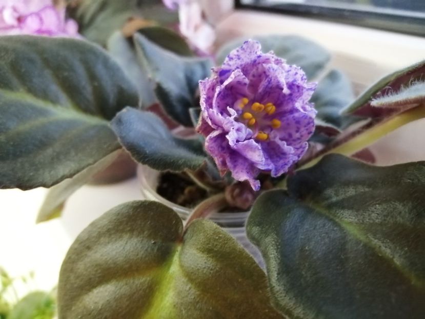  - Rs Morskaya Princessa