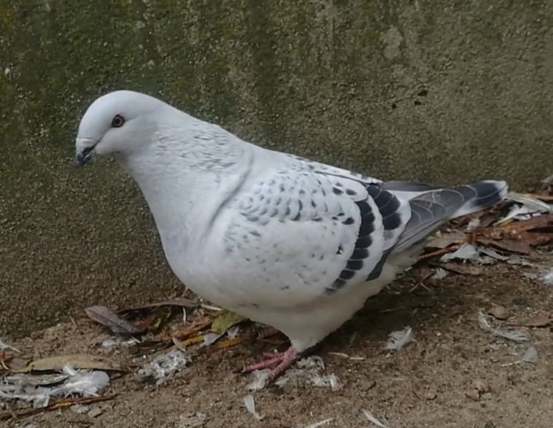 PL20-JRS 7 (F.) Archiwum - g- MLODE-2020 - Youth