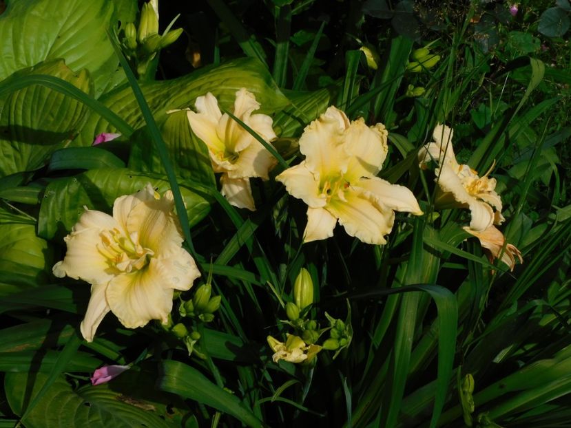  - Hemerocallis 2020