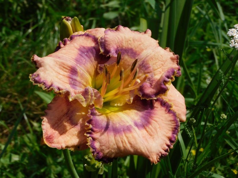  - Hemerocallis 2020