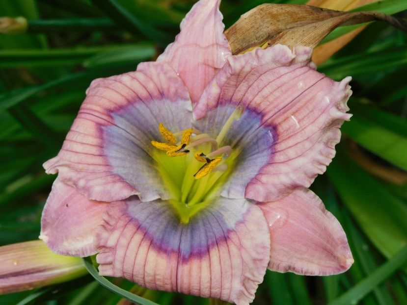  - Hemerocallis 2020