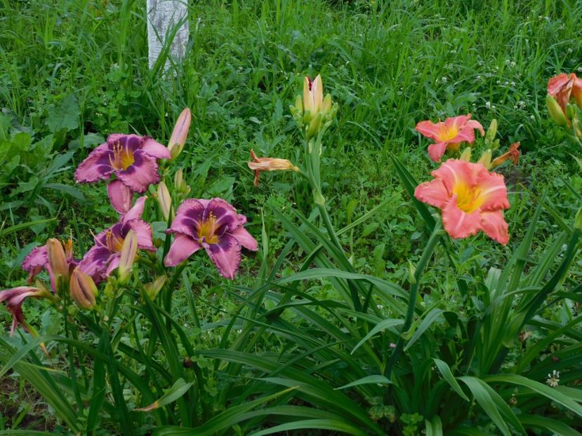  - Hemerocallis 2020