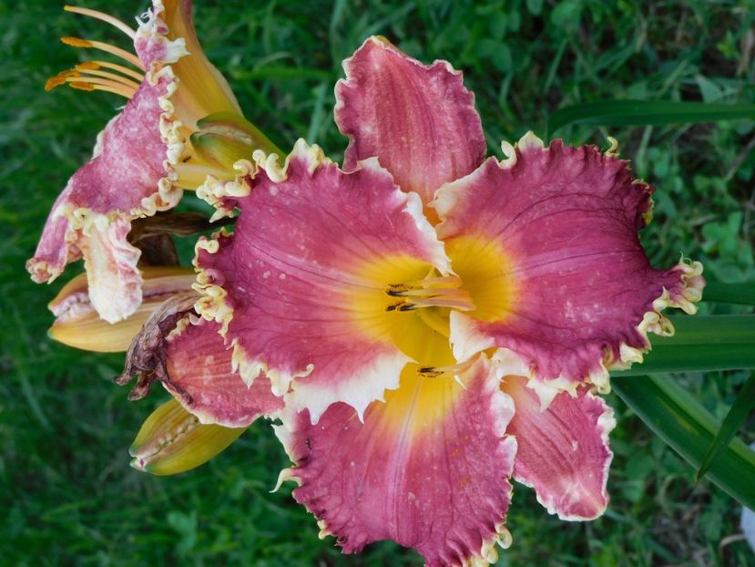  - Hemerocallis 2020