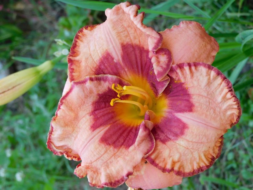  - Hemerocallis 2020