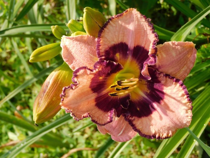  - Hemerocallis 2020