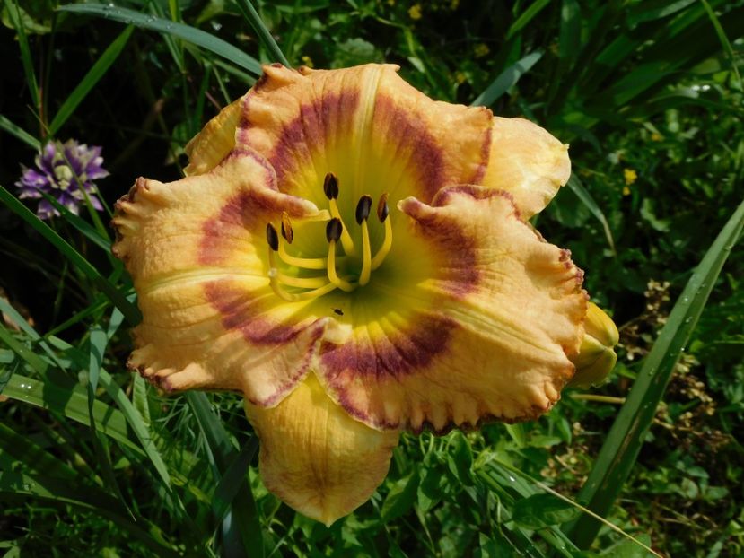  - Hemerocallis 2020