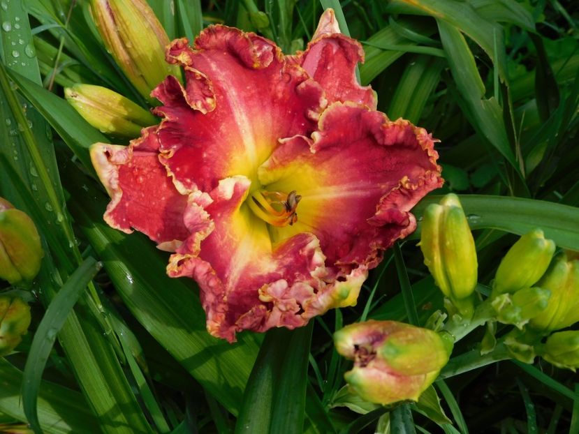  - Hemerocallis 2020