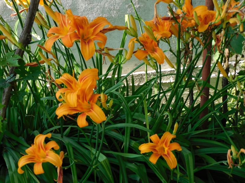  - Hemerocallis 2020