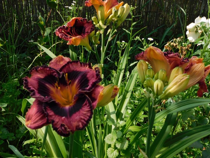 - Hemerocallis 2020