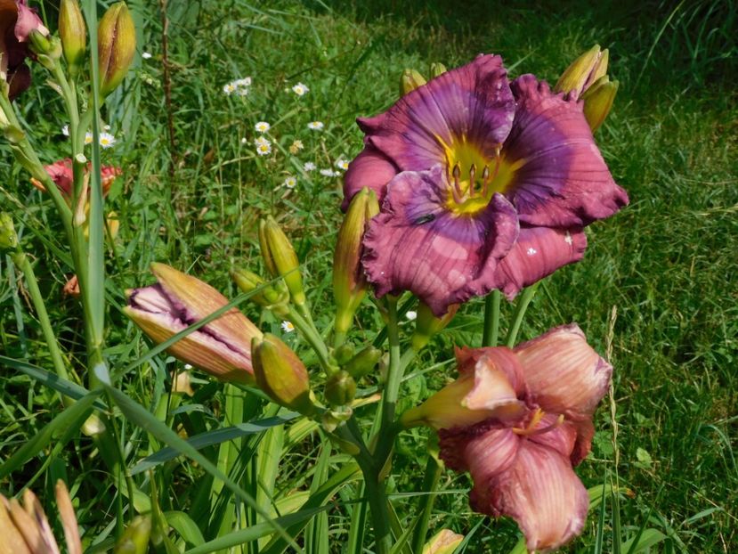  - Hemerocallis 2020