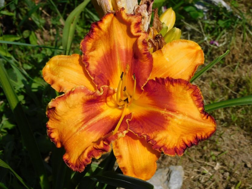  - Hemerocallis 2020