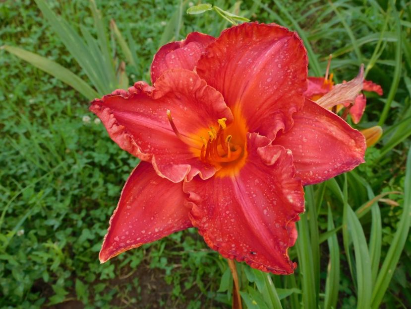  - Hemerocallis 2020