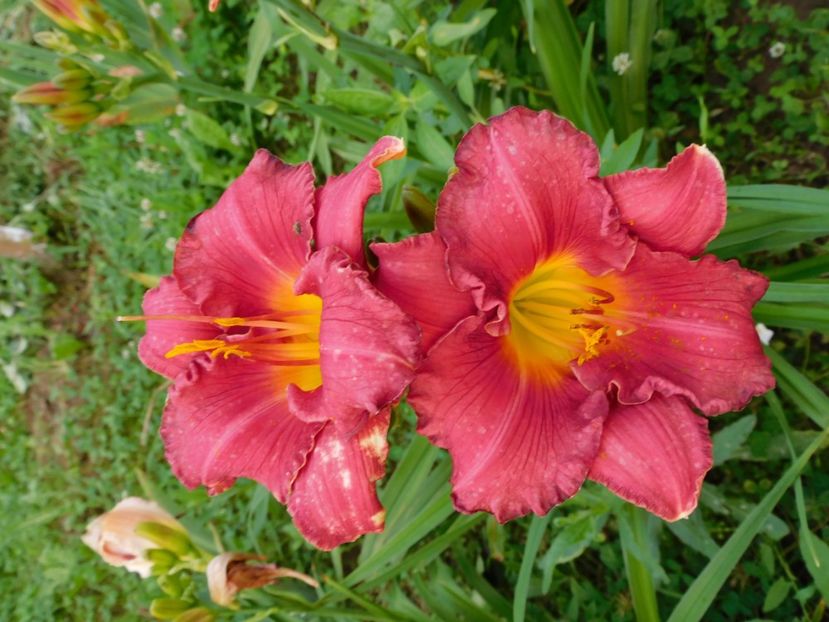  - Hemerocallis 2020