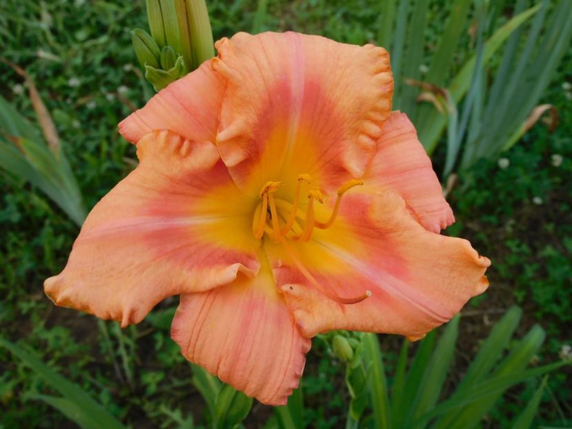  - Hemerocallis 2020