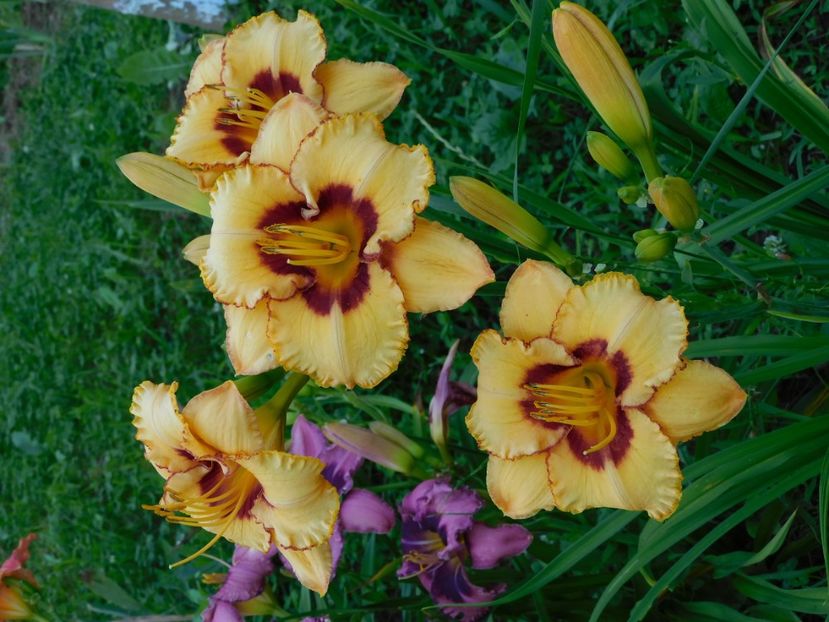  - Hemerocallis 2020