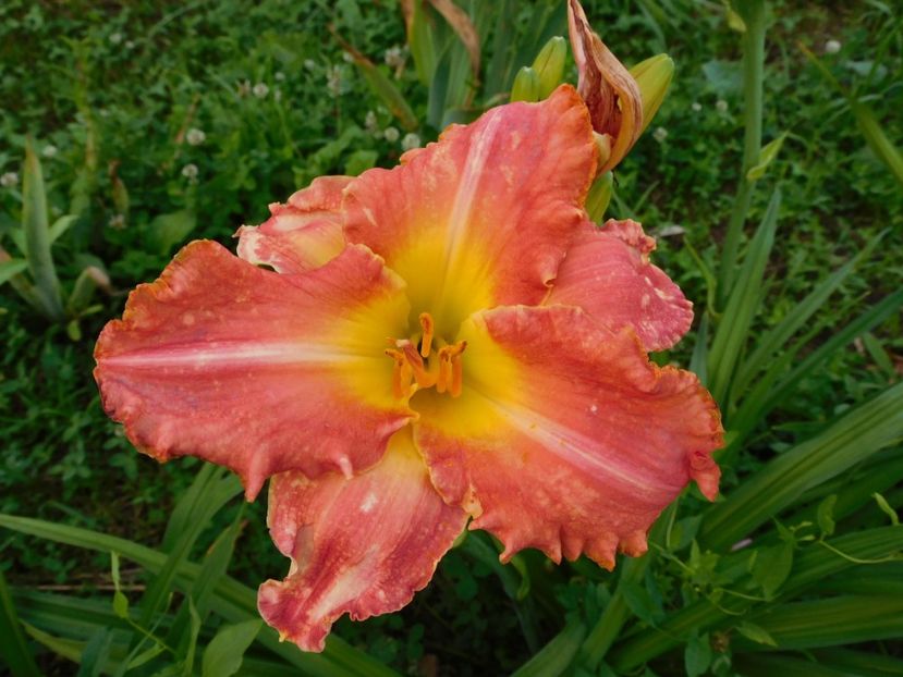  - Hemerocallis 2020