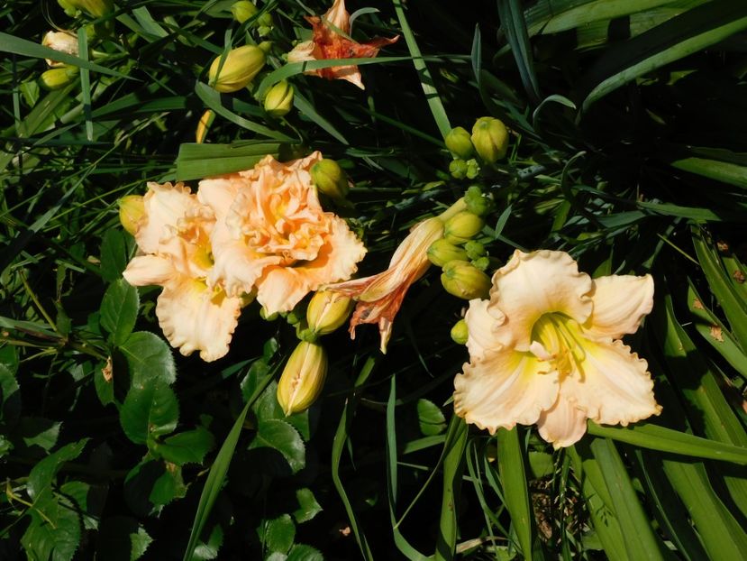  - Hemerocallis 2020