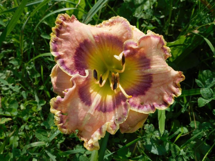  - Hemerocallis 2020