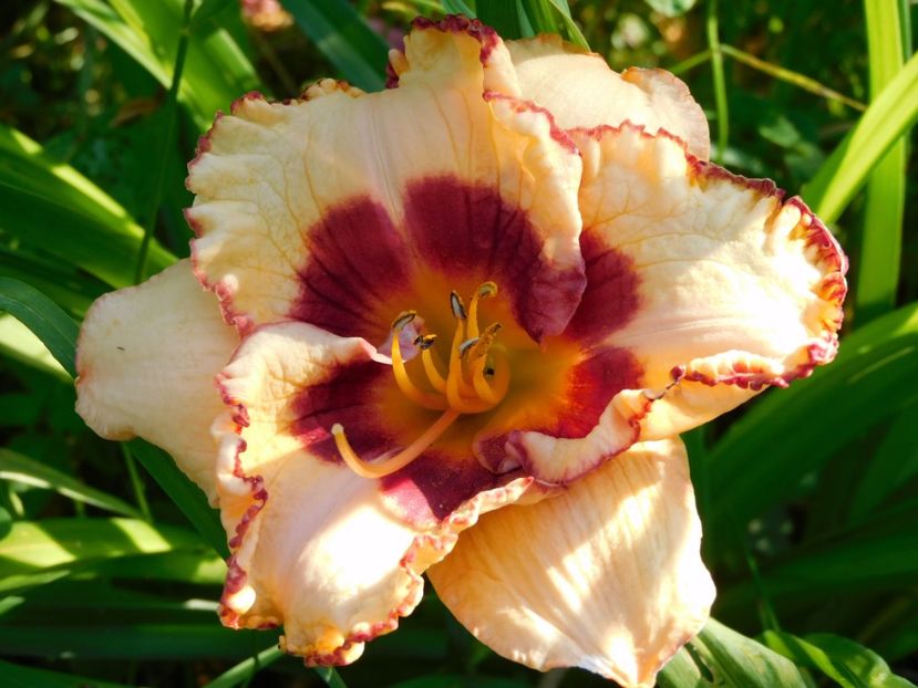  - Hemerocallis 2020