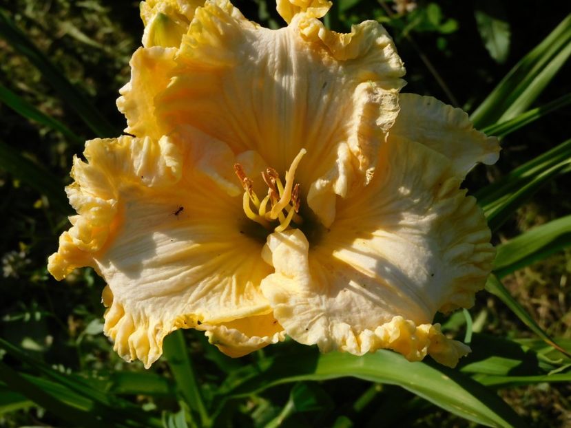  - Hemerocallis 2020