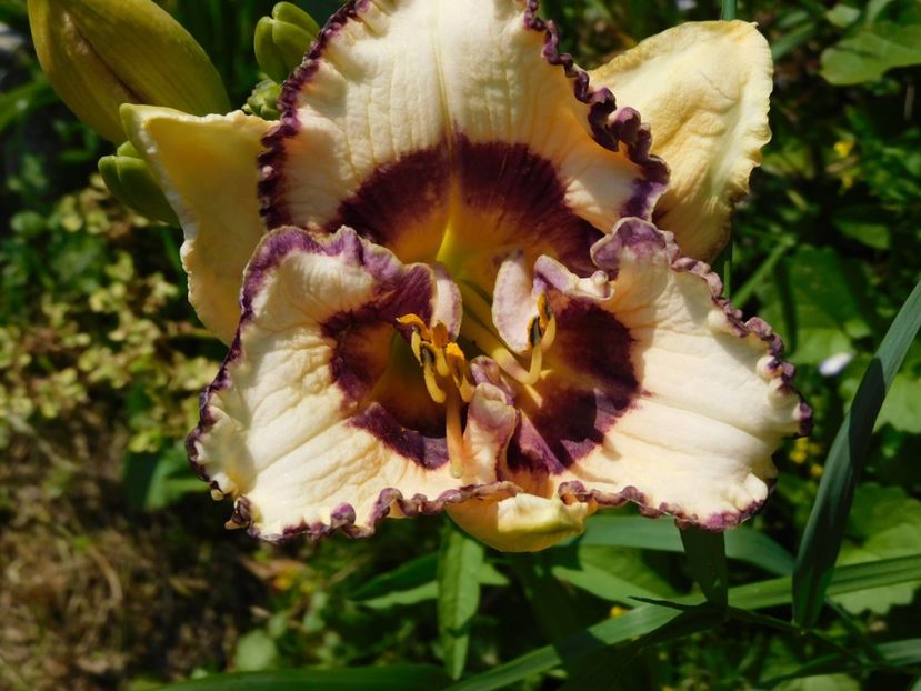  - Hemerocallis 2020