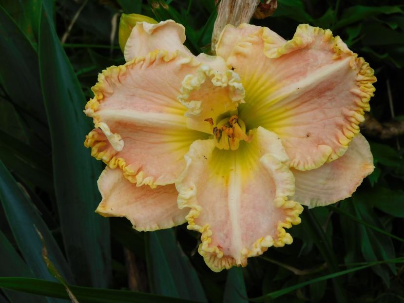  - Hemerocallis 2020