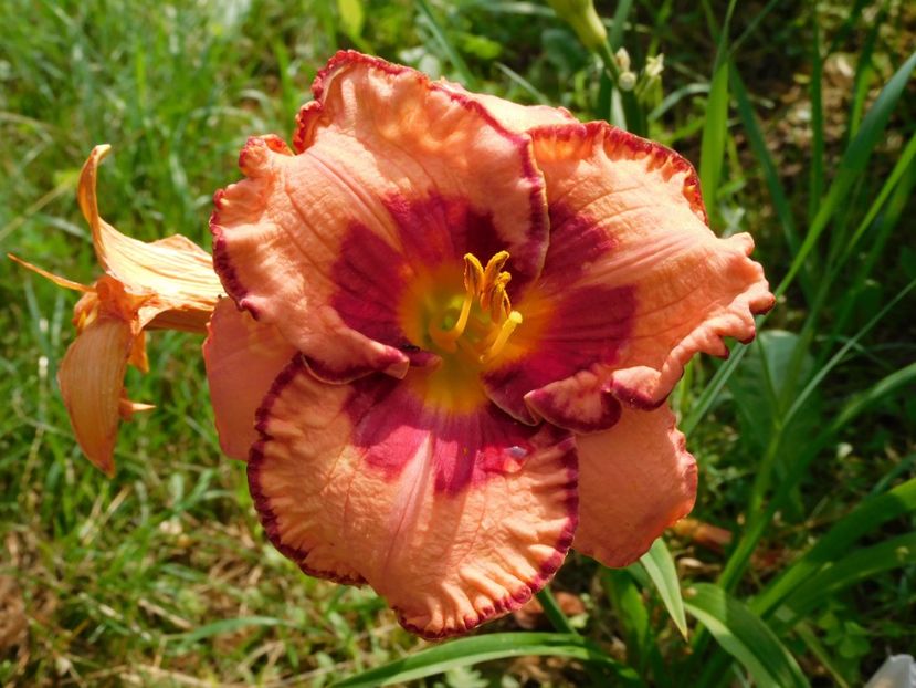  - Hemerocallis 2020