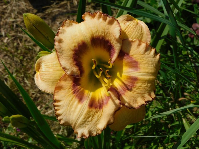  - Hemerocallis 2020